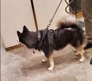 Door Dog: My new job