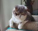 Choosing a Meow